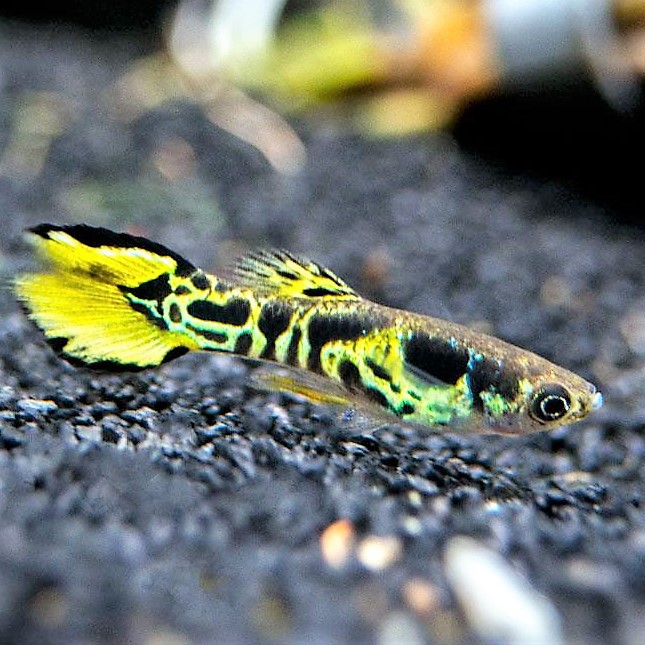 Poecilia ret.   Guppy endler tijger